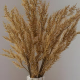 Pampas Bush Brown Flowers