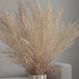 Beige Pampas Grass flowers.
