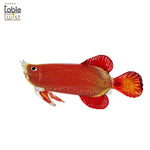 Crystal Handblown Fish Figurine