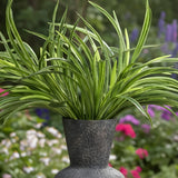 Fourwalls Artificial Small Dracaena Bush..